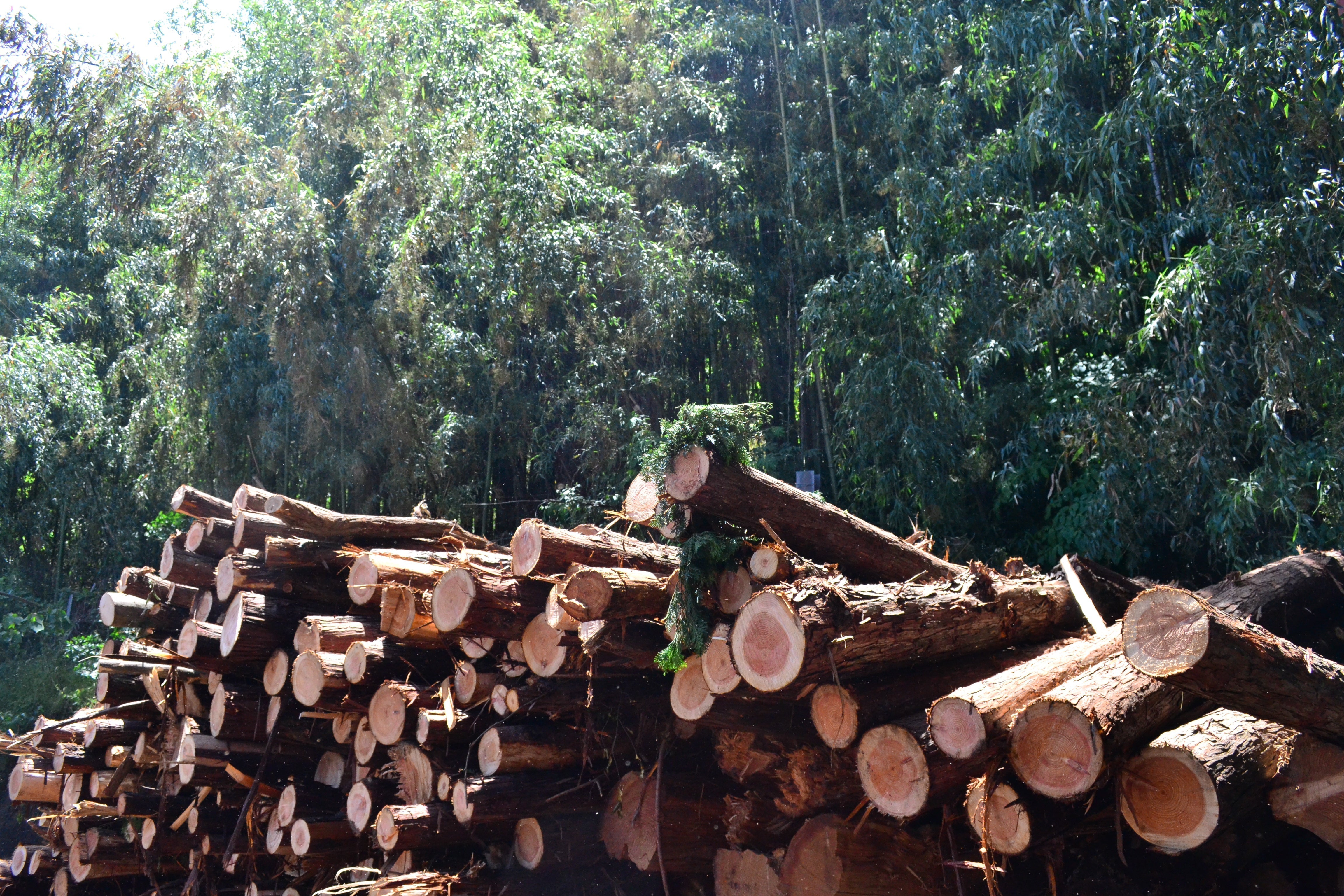 為什麼我們只選用日本檜木?